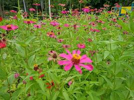 pink zinnia flower Blooming in a garden in Bangkok, Thailand photo