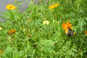 Orange and yellow daisies blooming beautifully in the garden, Bangkok, Thailand photo