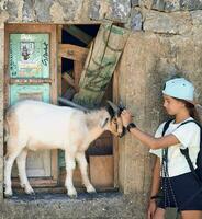 Young girl in a blue cap plays with a goat that is on a window photo