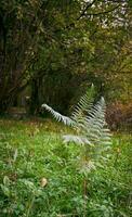 Natural fern in a field in northern spain photo