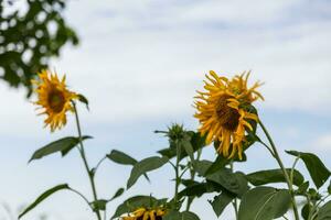 close up of sunflower photo