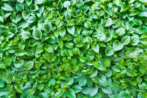 green leaf background photo