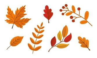 Set with fall leaves isolated on white background. Can be used for decoration of seasonal holiday cards. vector