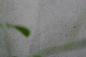 Blank cement wall surface with blurred green leaves, sand cement wall background with green leaf photo