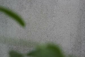 Blank cement wall surface with blurred green leaves, sand cement wall background with green leaf photo