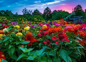 Butterflies in the flower garden at dusk photo