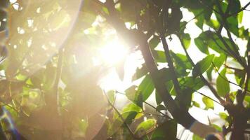 Sun flecks and wet tree after watering video