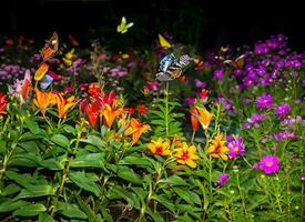 Butterflies in the flower garden at dusk photo