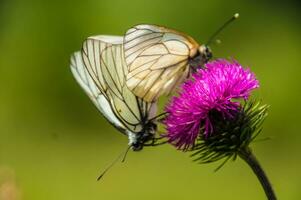 dos mariposas son sentado en un cardo flor foto