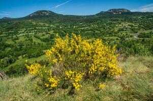 a yellow flower blooming on a hillside photo