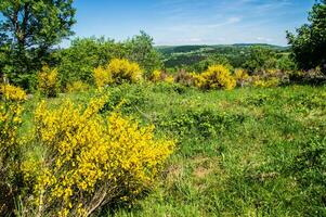 toit de chaume en auvergne photo