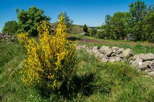 toit de chaume en auvergne photo