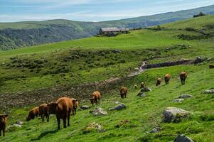 Natural Park of Auvergne Volcanoes photo