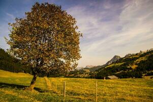 un solitario árbol en un campo con montañas en el antecedentes foto