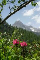 paisaje de el francés Alpes foto