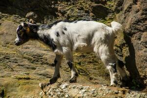 a goat standing on a rocky hillside photo