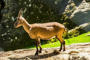 a goat standing on a rocky hillside photo