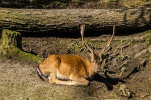 a deer laying down in the dirt next to a log photo