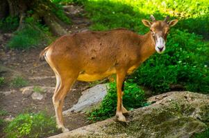 a goat standing on a rock in a forest photo