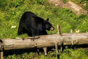 a black bear walking on a log photo