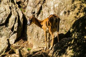 a goat standing on a rocky hillside photo