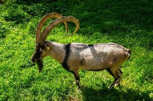 a goat with long horns standing in a grassy field photo