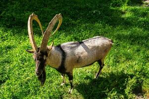 a goat with long horns standing in a field photo