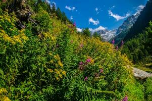 Landscape of the Alps in Switzerland in summer photo