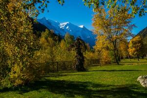 a tree with yellow leaves photo