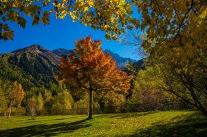 a tree with yellow leaves photo