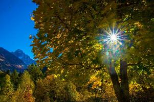 un árbol con amarillo hojas foto