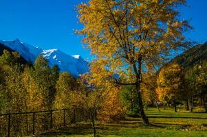 a tree with yellow leaves photo