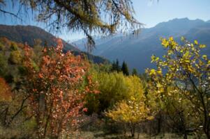 paysage des alpes suisse en automne photo