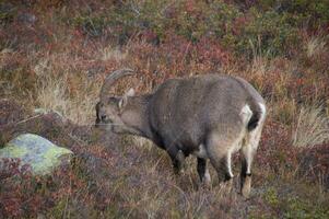 a large horned animal walking through the brush photo