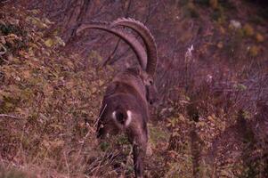 a large horned animal walking through the brush photo