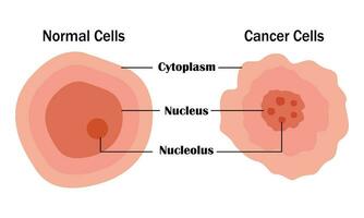 Normal Cell and Cancer Cell Vector Design, Vector illustration design