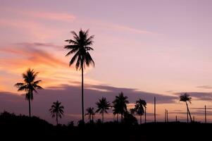silhouette of palm trees at sunset photo
