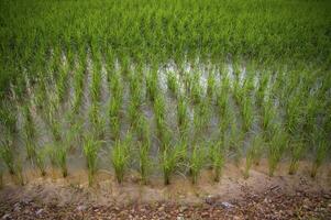 View of rice filed with dramatic sunset skY photo