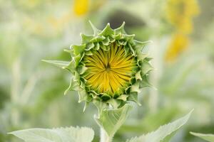 a sunflower with a yellow center in a field photo