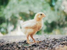 un pequeño pollo en el jardín foto