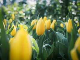 tulipán amarillo en el jardín foto