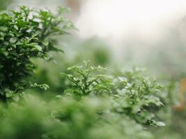 Close up green leaf with sunlight photo