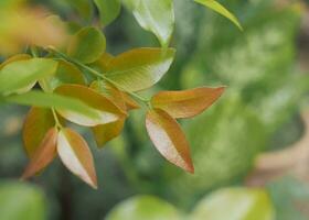 Green leaf texture for natural background photo