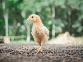 un pequeño pollo en el jardín foto