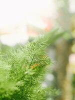 Close up green leaf with sunlight photo