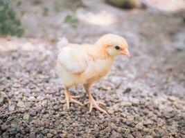 un pequeño pollo en el jardín foto