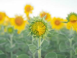 girasol con fondo de cielo azul foto