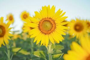 Sunflower with blue sky background photo