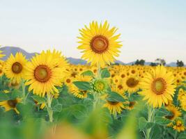 Sunflower with blue sky background photo