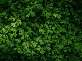 Green fern leaf texture for natural background photo